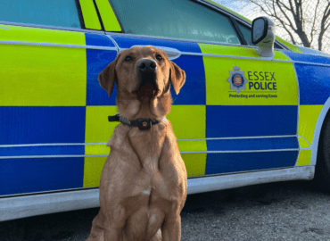 An Essex Police search dog proudly sits in front of an Essex Police car.